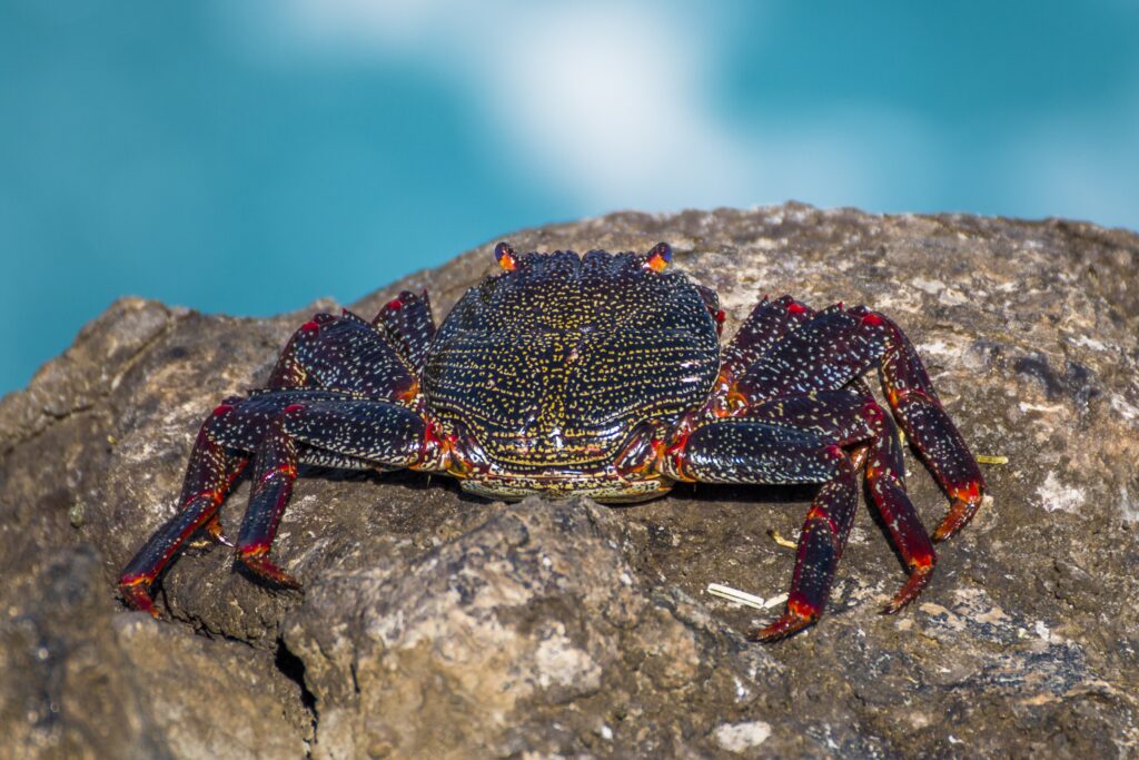 Vibrant Crab on Rugged Stone with Blue Water Background Wallpaper