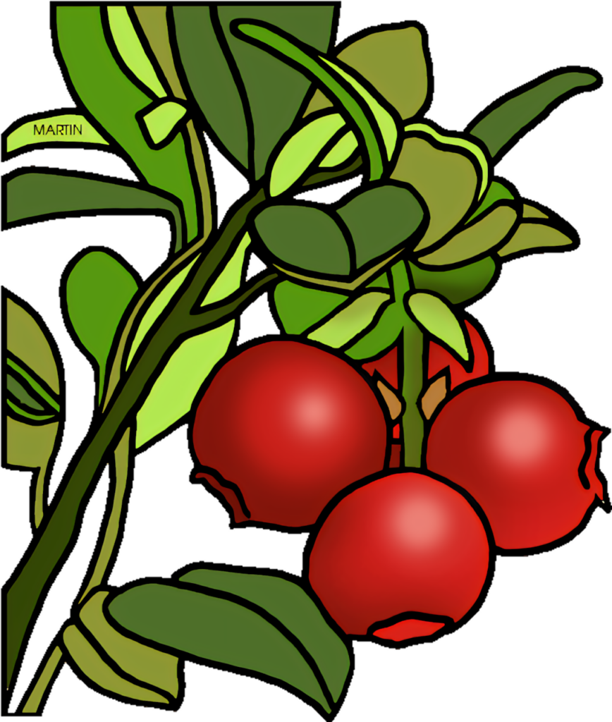 Vibrant Cranberry Plant Illustration: Lush Green Leaves & Red Berries Wallpaper