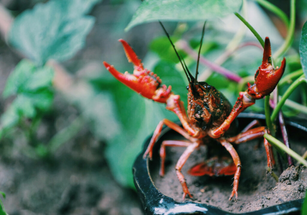 Vibrant Red Crayfish Wallpaper Surrounded by Lush Green Plants