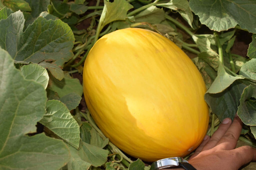 Close-Up of Ripe Yellow Crenshaw Melon - Vibrant Wallpaper Background