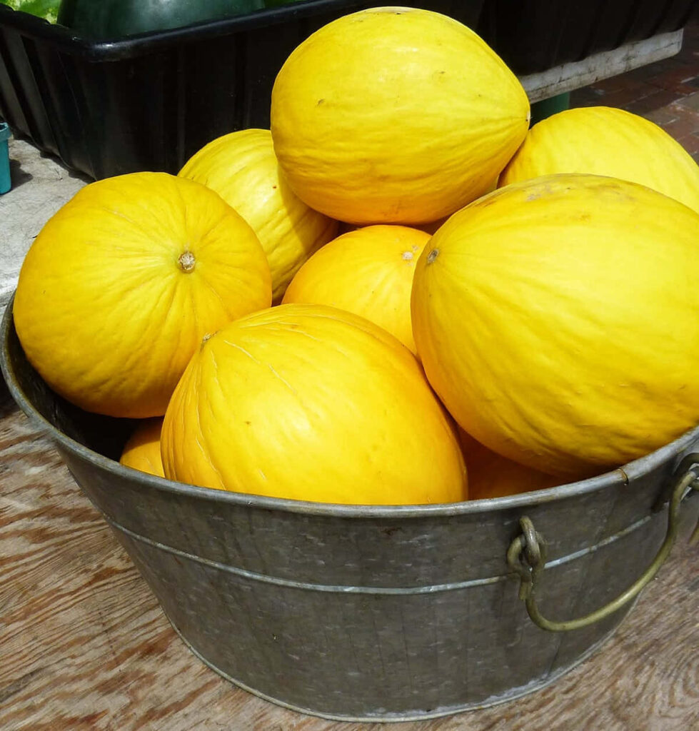 Vibrant Crenshaw Melon Wallpaper: Fresh Yellow Hue in Rustic Bucket