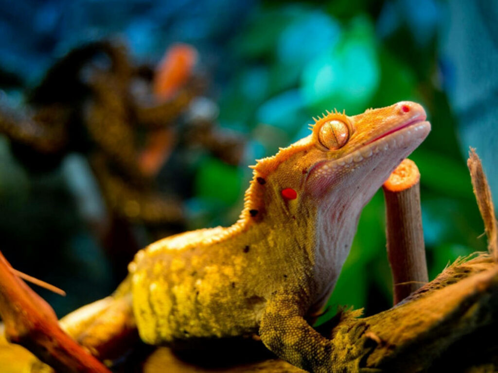 Vibrant Crested Gecko Wallpaper: Lush Greenery Background