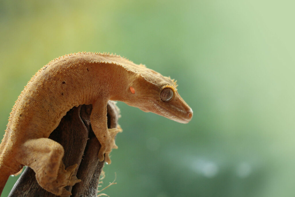 Vibrant Crested Gecko Wallpaper: Nature-Inspired Reptile Décor
