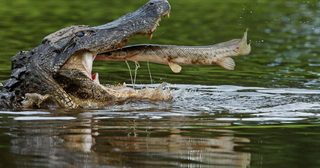 Vibrant Crocodile in the Wild Captures Fish Against Lush Greenery Wallpaper