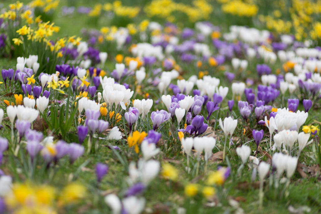 Vibrant Crocus Field Wallpaper: Colorful Blooms in Macro View