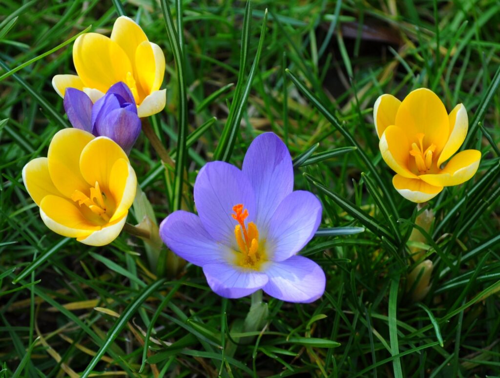 Vibrant crocus flowers blooming in green grass with yellow and purple petals spring wallpaper background