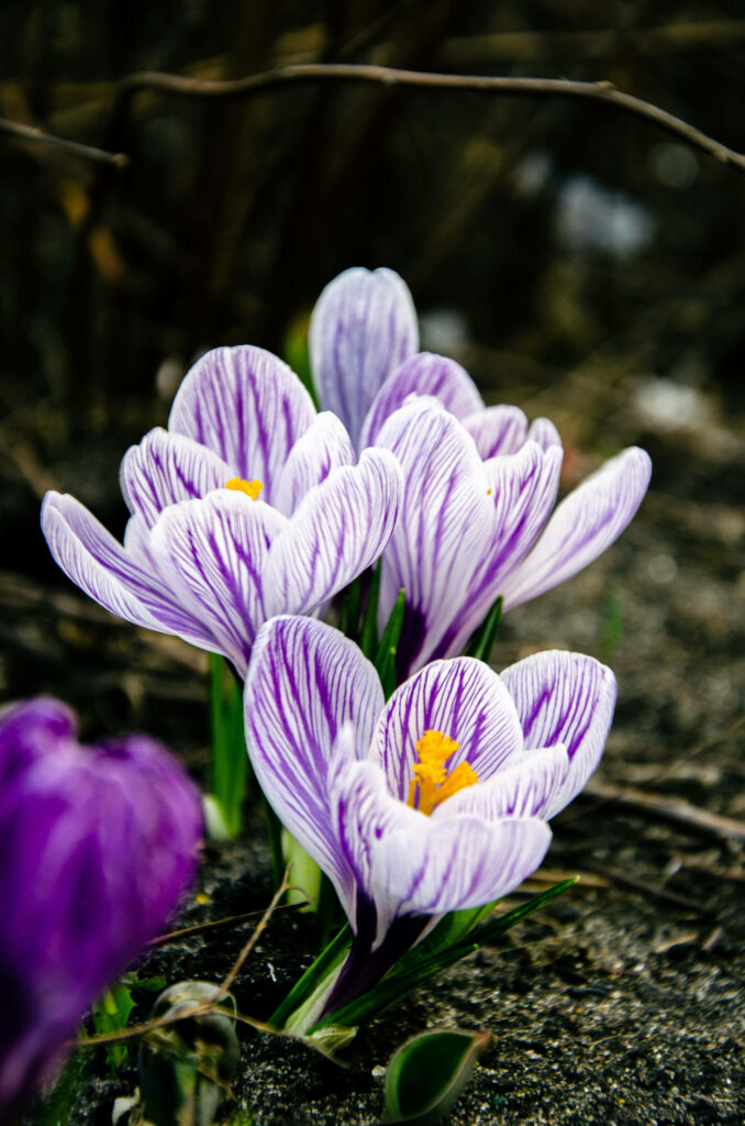 Vibrant Crocus Vernus Wallpaper: Spring Blooms for Android Background