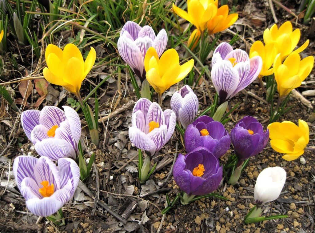 Vibrant Crocus Wallpaper: Colorful Spring Blooms in Earthy Background