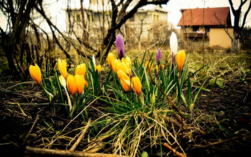Vibrant Crocuses in Spring Landscape - 1920x1200 Wallpaper Background
