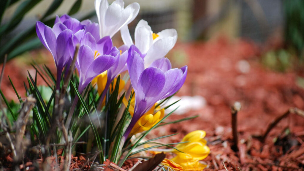 Vibrant Crocuses in Full Bloom: Spring Garden Background Wallpaper