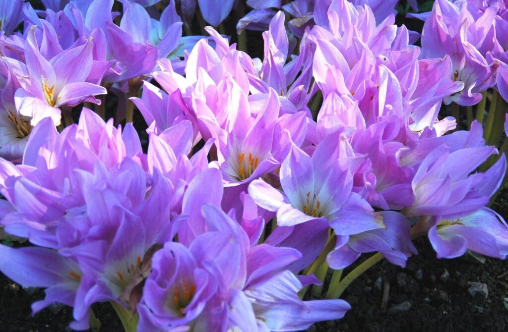 Vibrant Crocuses in Bloom - Spring Wallpaper Background