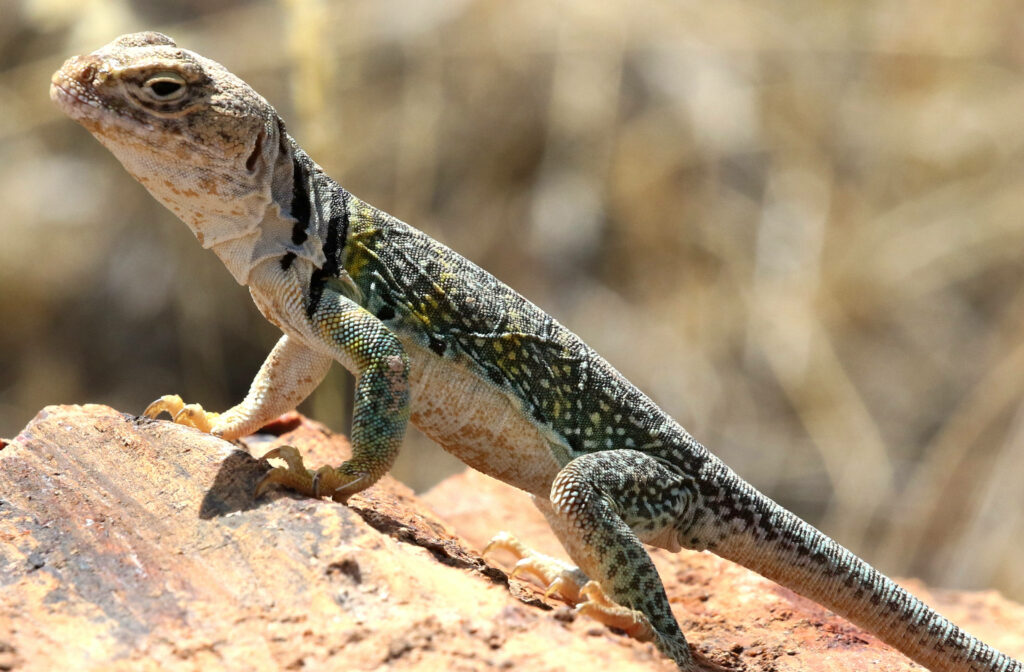 Vibrant Collared Lizard Wallpaper | Crotaphytus on Rock