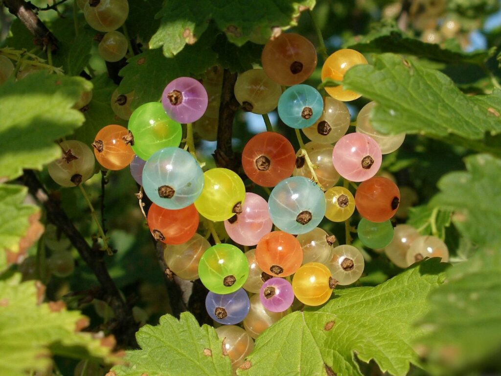Vibrant Currant Berry Wallpaper: Lush Green Leaves Background