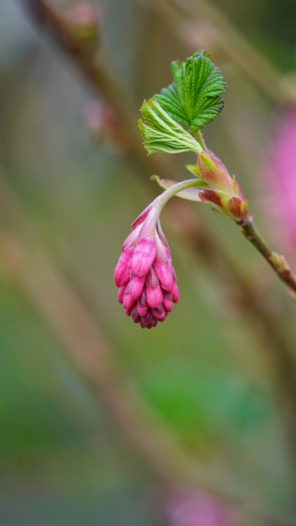 Vibrant Macro Currant Flower Bud: Intricate Details Wallpaper