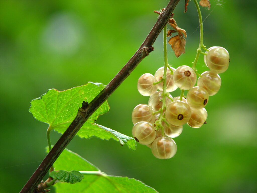 Vibrant Currants Wallpaper: Close-Up of Translucent Fruits & Leaves