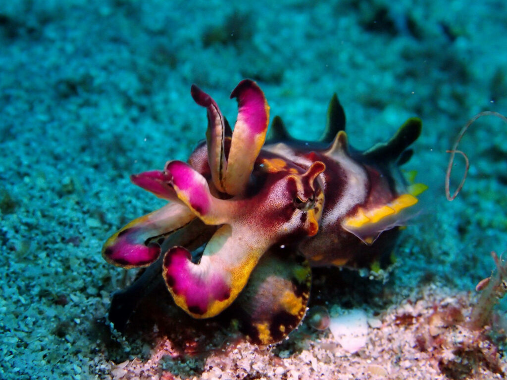 Vibrant Cuttlefish Wallpaper: Colorful Patterns on Sandy Ocean Floor