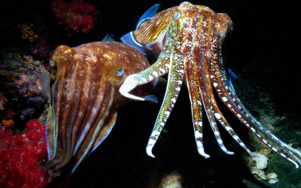 Vibrant Cuttlefish Wallpaper with Intricate Patterns & Ocean Backdrop