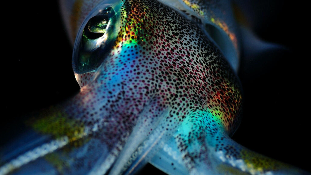 Mesmerizing Cuttlefish Wallpaper: Iridescent Ocean Beauty