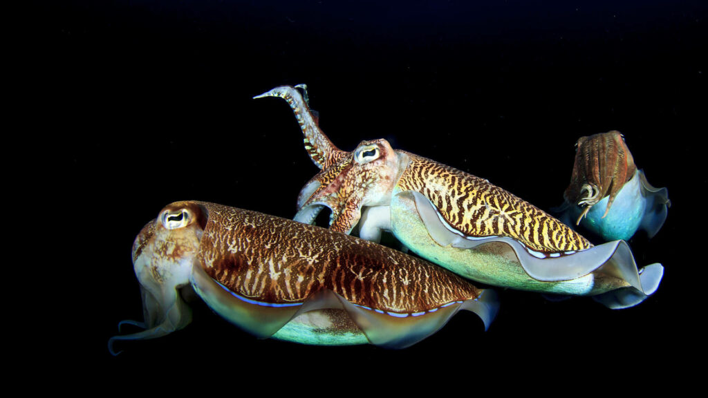 Vibrant Cuttlefish Wallpaper: Night Dive in Dark Ocean Depths