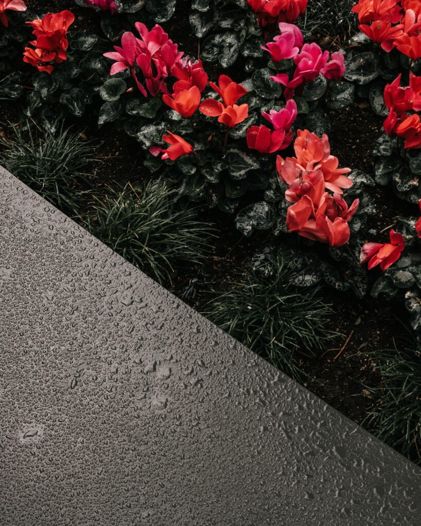 Vibrant Cyclamen Flowerbed with Glistening Moisture - Fresh Background Wallpaper