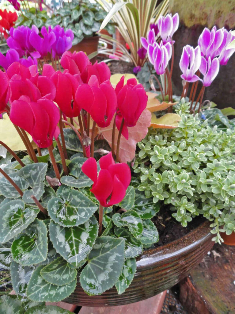 Vibrant Cyclamen wallpaper with deep red purple flowers and silver patterned heart-shaped leaves