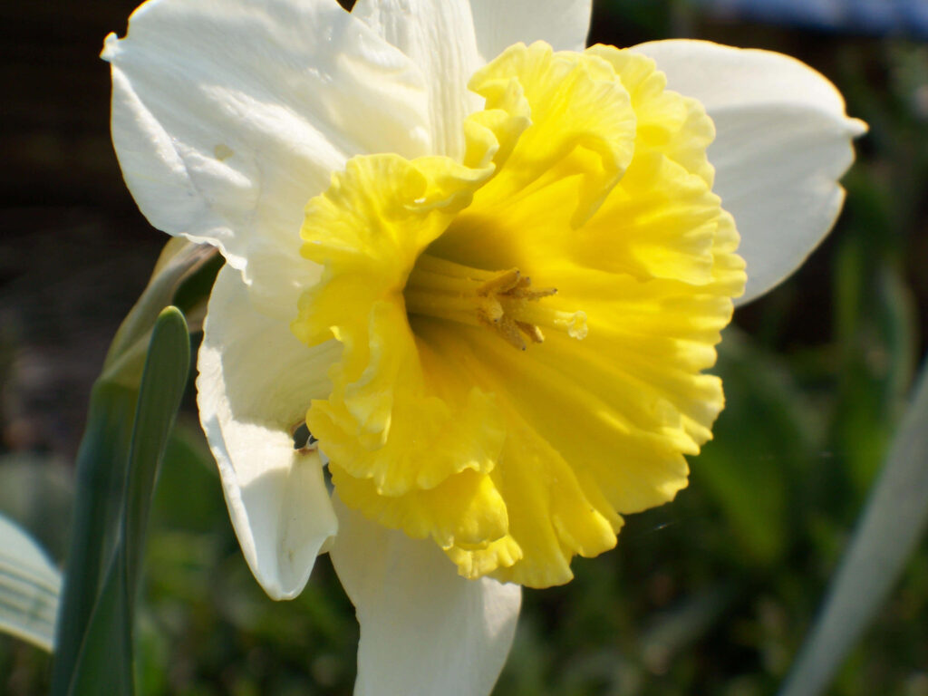 Vibrant Daffodil Close-Up: Bright Yellow Bloom on Soft Green Wallpaper