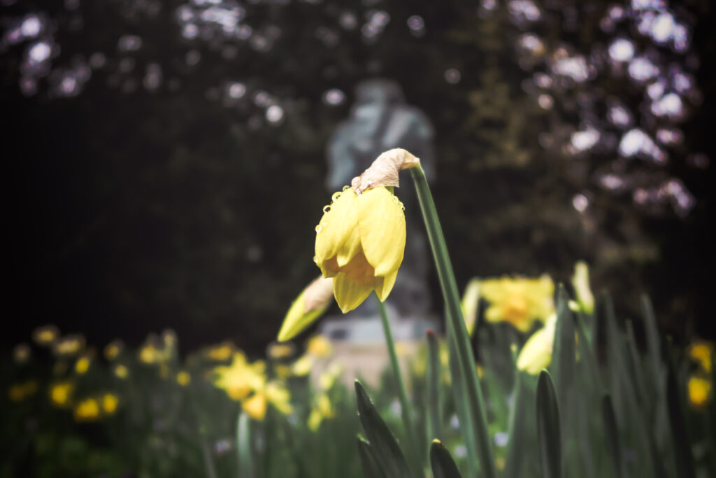 Vibrant Daffodil in Serene Spring Scene – Beautiful Wallpaper Background