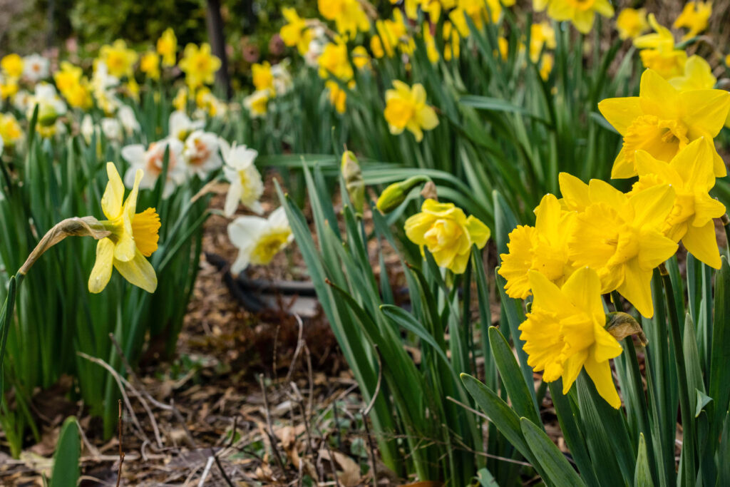 Vibrant Daffodil Landscape Wallpaper: Nature's Cheerful Blooms