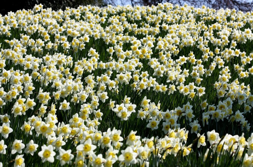 Spring Meadow Wallpaper: Cheerful Daffodils in Bloom