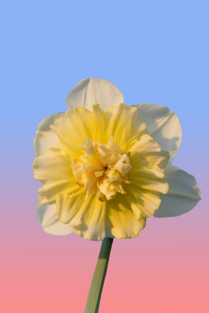 Vibrant Daffodil Wallpaper with Stunning Gradient Sky Background