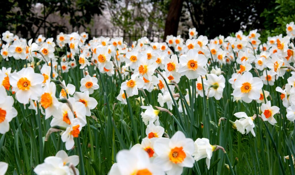 Vibrant Daffodils in Bloom: Lush Springtime Wallpaper 3200x1900