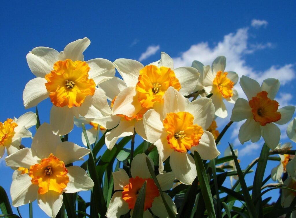 Bright Daffodil Wallpaper: Spring Flowerbed Against Blue Sky