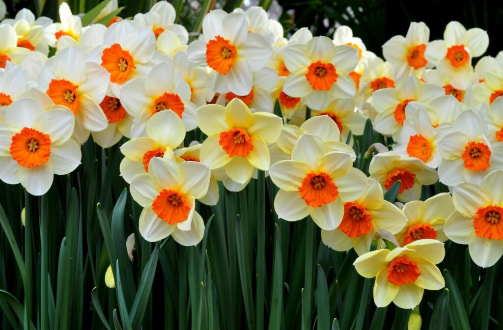 Vibrant Daffodil Flowerbed Wallpaper: Bright Spring Background