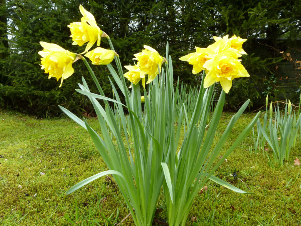 Bright Yellow Daffodils Wallpaper: Fresh Springtime Background