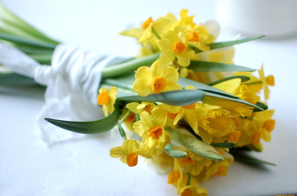 Vibrant Daffodil Wallpaper: Bright Yellow Petals & Spring Essence