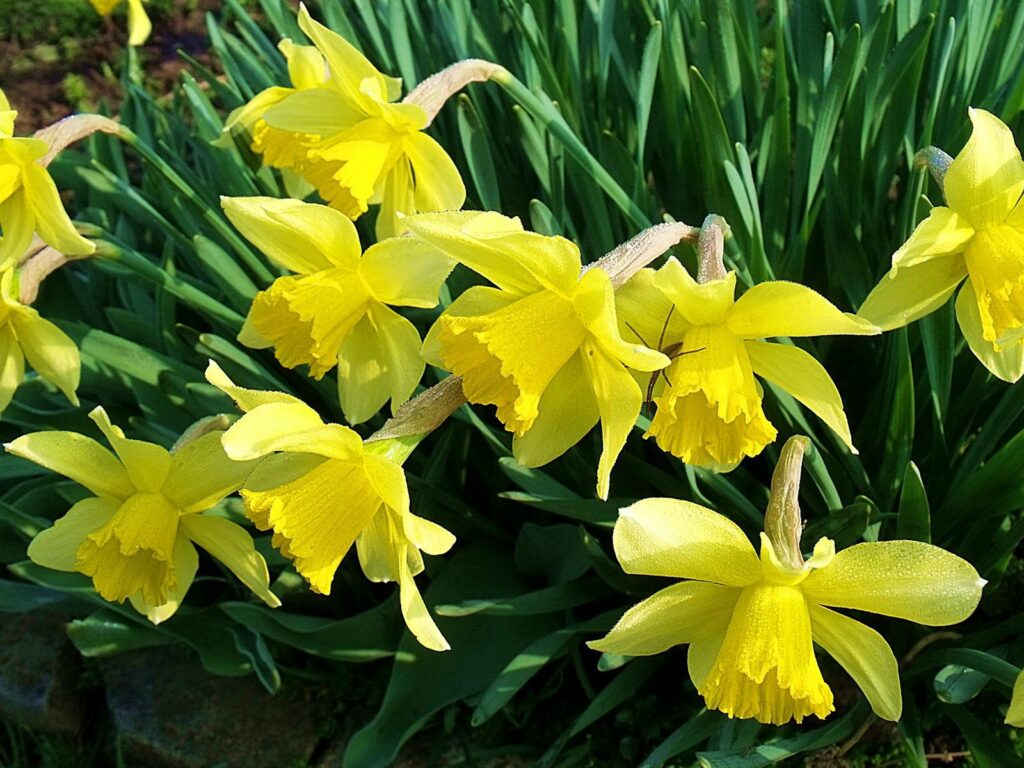 Cheerful Spring Garden: Vibrant Yellow Daffodils Wallpaper Background