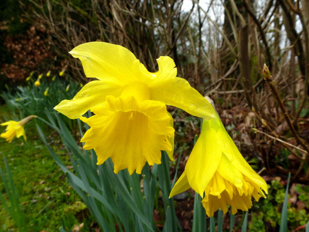 Spring Wallpaper: Blooming Yellow Daffodils with Dew in Green Field