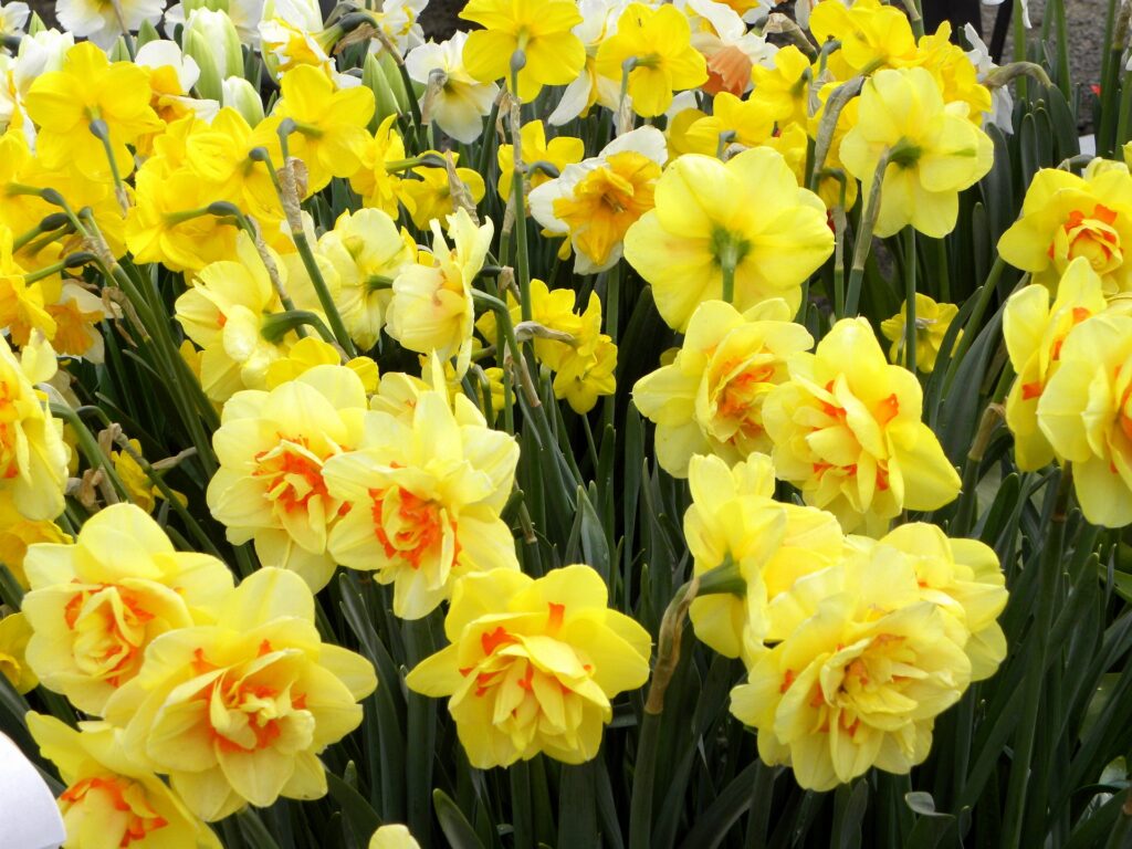Vibrant Daffodil Wallpaper: Blooming Flowerbed in Spring Greens