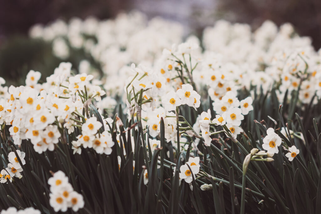 Vibrant Daffodils in Bloom: Fresh Spring Background Image Wallpaper