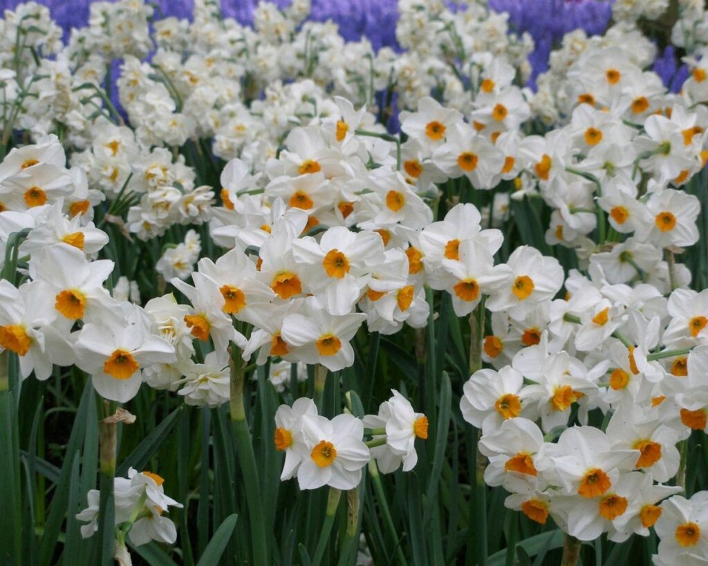 Vibrant Daffodil Wallpaper: Lively Spring Background with White & Yellow