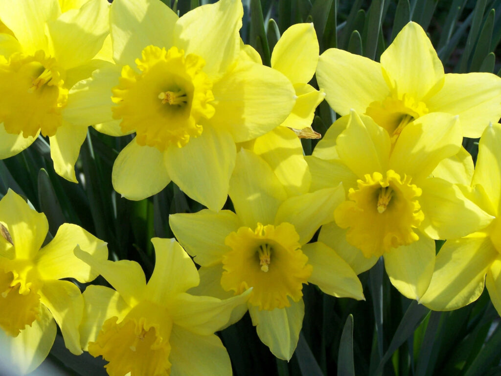 Vibrant Daffodil Wallpaper: Spring Blooms in Radiant Yellow