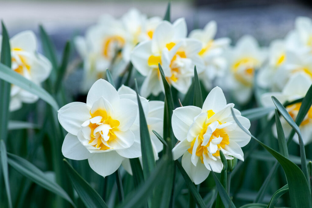 Vibrant Daffodils Wallpaper: Fresh Spring Blooms & Lush Greenery