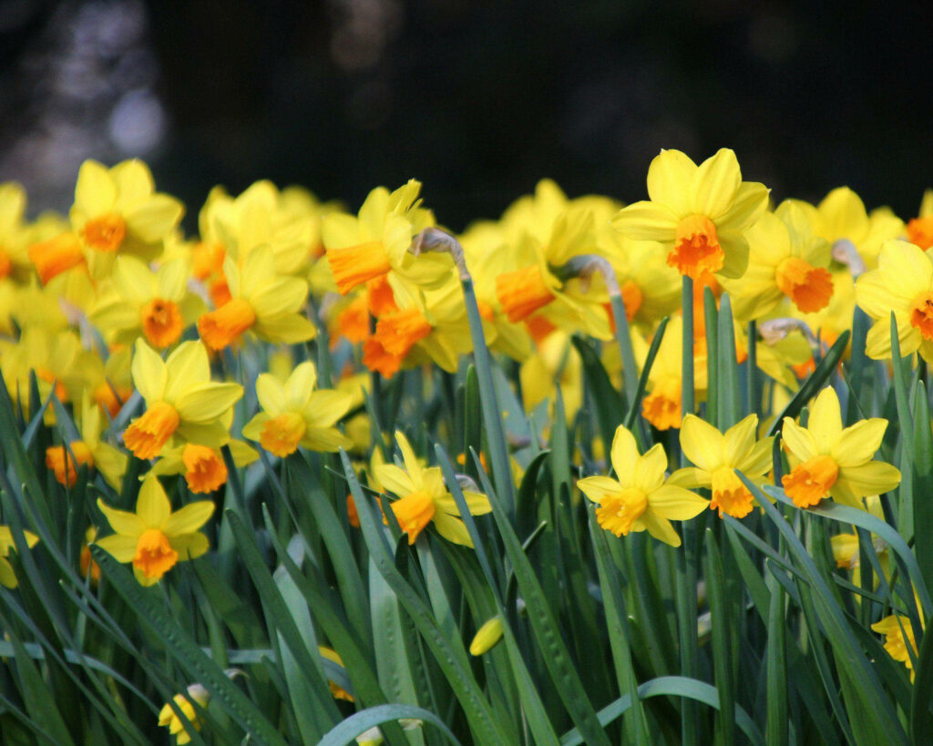 Vibrant Daffodils and Greenery: Springtime Renewal Wallpaper