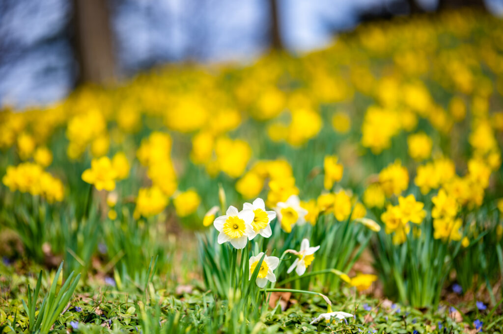 Stunning Macro Daffodil Wallpaper: Vibrant Spring Field Background