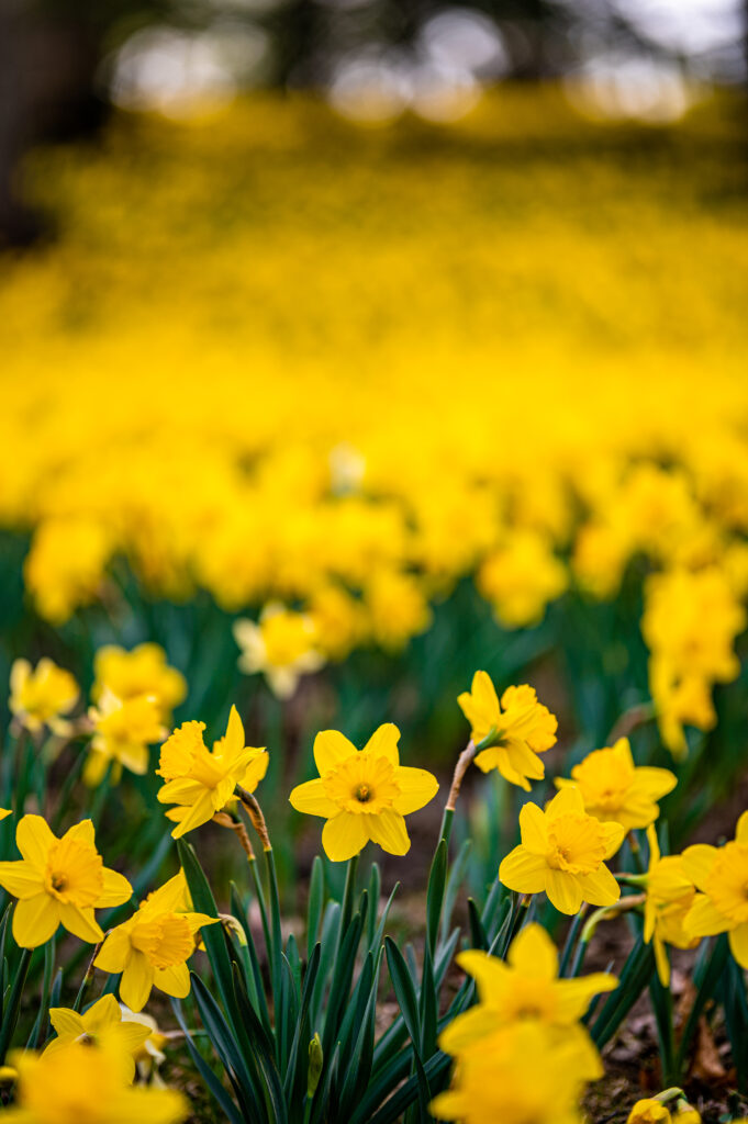 Stunning Daffodils in Bloom: Vibrant Spring Wallpaper Background