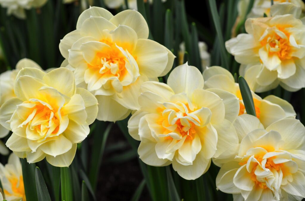 Vibrant Daffodil Wallpaper - Bright Spring Flowerbed Background