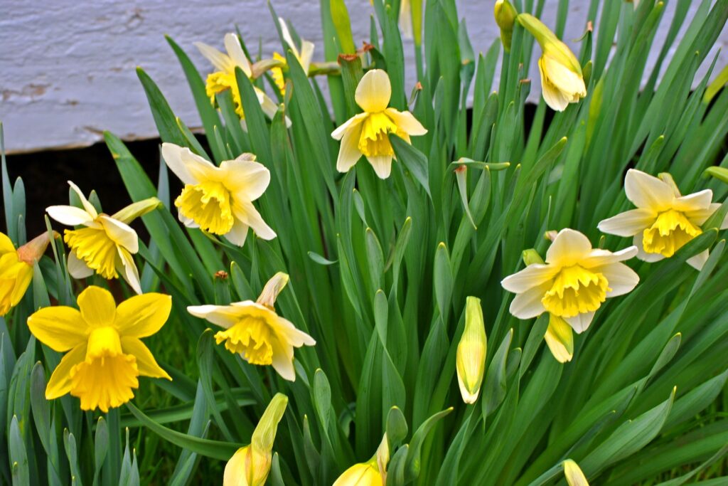 Vibrant Daffodils Blooming: Spring's Bright Yellow Beauty Wallpaper