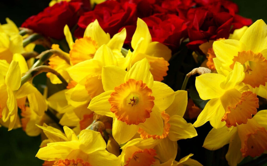 Vibrant Daffodils & Elegant Roses: Fresh Spring Wallpaper