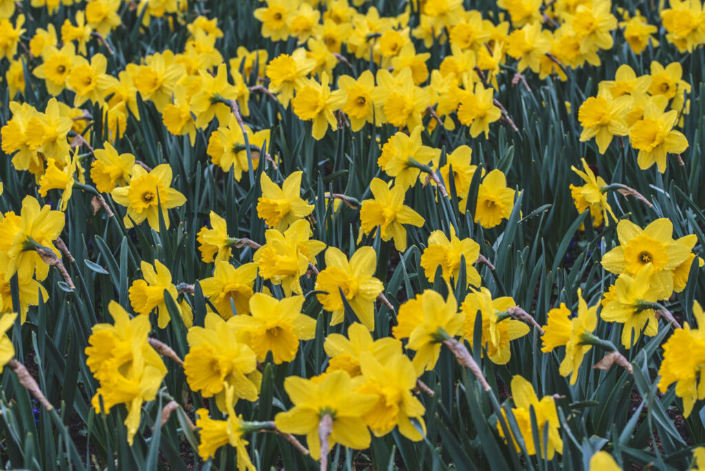 Bright Yellow Daffodils Wallpaper - Lively Springtime Background