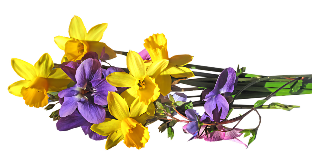 Fresh Spring Background: Vibrant Yellow Daffodils & Purple Violets Wallpaper